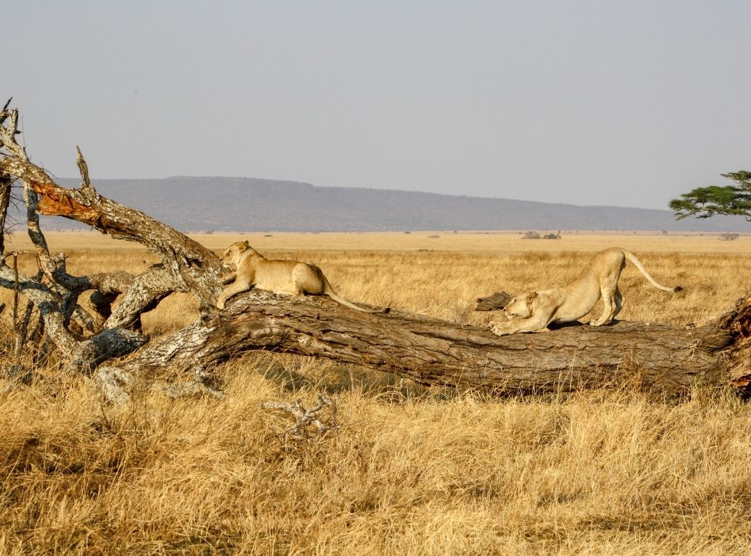 Home emporium serengeti