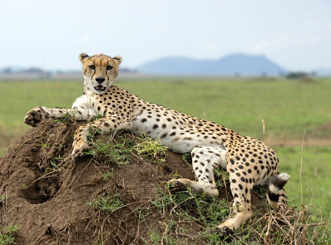 Home emporium leopard