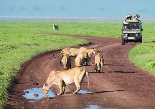 About Tanzania Safaris - Global Emporium Safaris