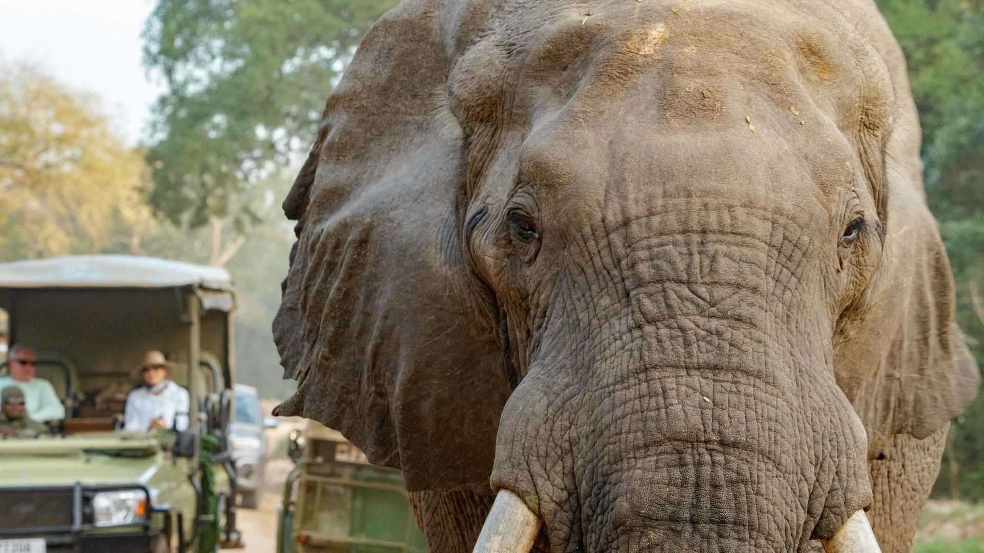 About Safari jeep with tourists observing elephants in Tanzania - Global Emporium & Safaris Company Limited