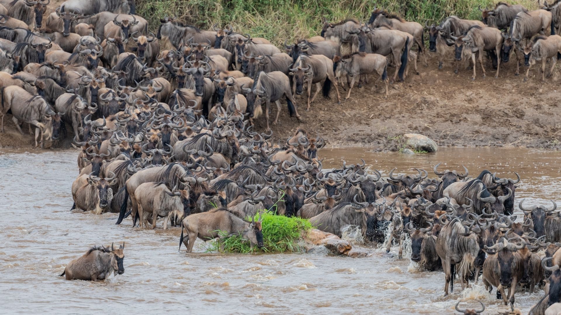 Home Tanzania safaris scene
