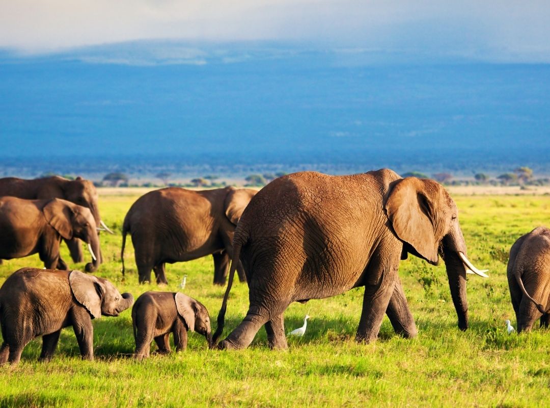 Tanzania Safaris global emporium safaris(4)