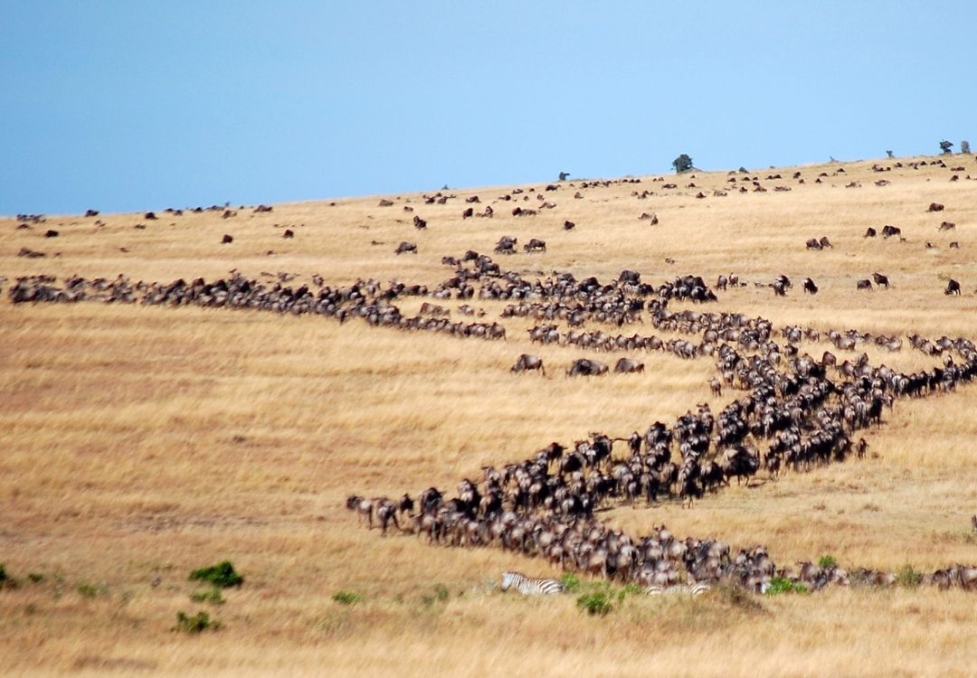 Home serengeti migration(6)